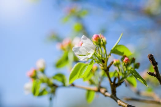 Branch of a blossoming apple tree in white flowers against the sky