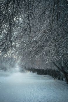 Snow-covered branches of trees on a frosty winter day.