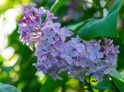 Branch of blossoming lilac on a sunny day close up on a blurred background.