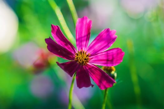 Cosmos flower Cosmos Bipinnatus with blurred background.