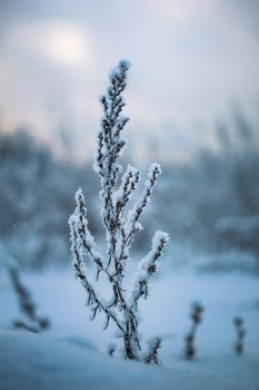 Dry plant covered with snow on a frosty winter day in the outdoor.