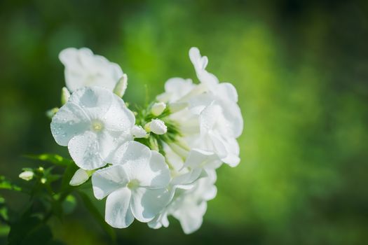 White phlox flower close up in garden on a summer day