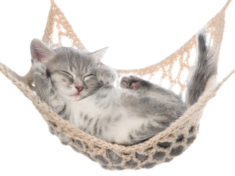 Cute striated kitten sleeping in hammock on a white background.