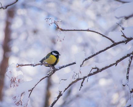 Titmouse on a snowy winter day sitting on a tree branch.