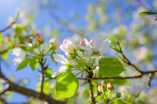 Branch of a blossoming apple tree in white flowers against the sky