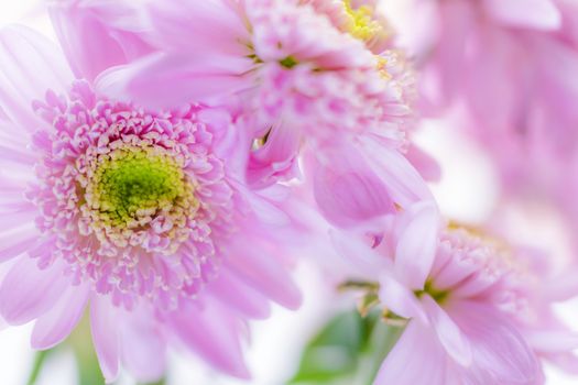 Chrysanthemum close-up with drops of water on the petals.