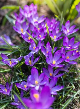 Fresh flowers of purple crocus in spring in the garden.