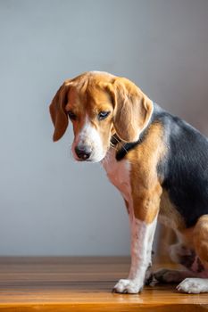 beautiful beagle dog isolated on white