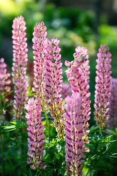 Lupine flower close-up in the garden