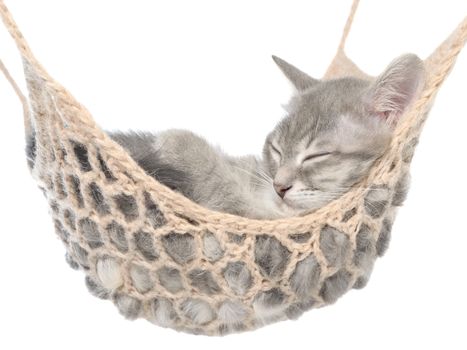 Cute british shorthair tabby kitten sleeping in hammock on a white background.