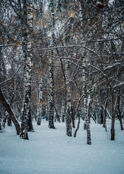 Snow-covered branches of trees on a frosty winter day.