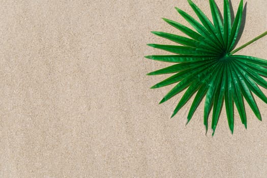 Tropical palm leaf on sand texture background summer beach concept.