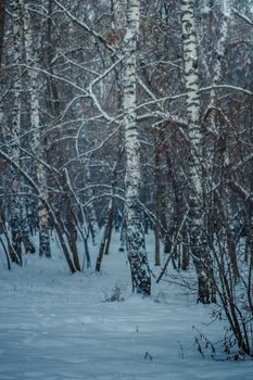 Snow-covered branches of trees on a frosty winter day.