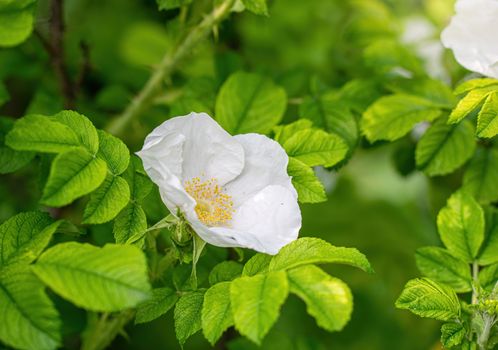 White rose flower close up on a green blurred background.