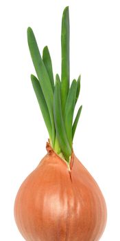 Green germinated onion isolated on a white background.