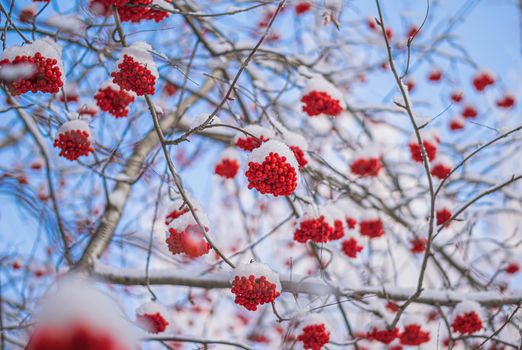 Snow-covered branches of red mountain ash on a cold winter day.