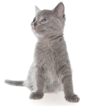 Small gray shorthair kitten sitting isolated on white background.