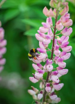 Lupine flower close-up in the garden
