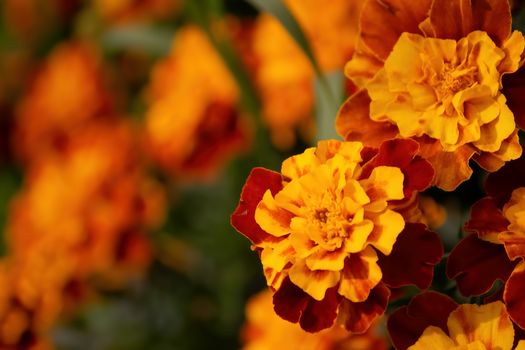 Close-up flowers of a marigold on a sunny day outdoors.