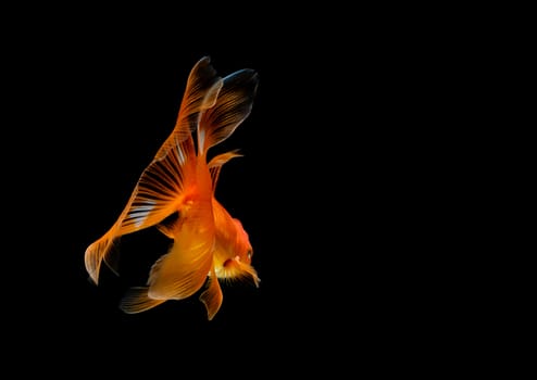 goldfish isolated on a dark black background