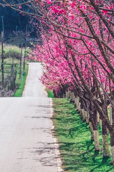 Cherry Blossom and Sakura wallpaper