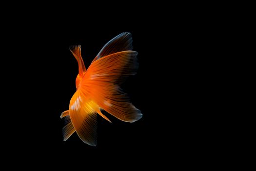 goldfish isolated on a dark black background