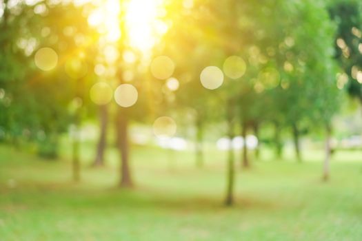 Blur nature bokeh green park by beach and tropical coconut trees in sunset time.