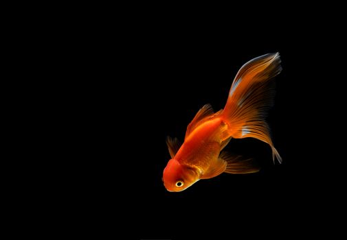 goldfish isolated on a dark black background