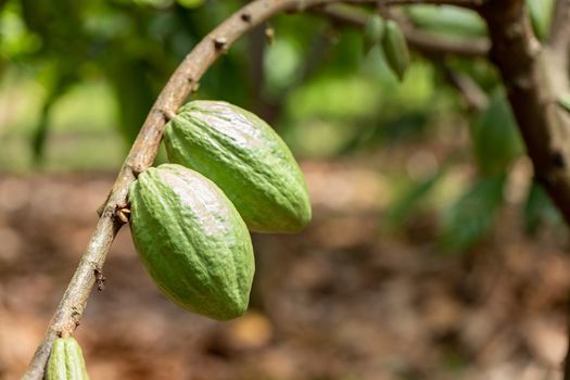 Cacao Tree (Theobroma cacao). Organic cocoa fruit pods in nature.