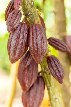 Cacao Tree (Theobroma cacao). Organic cocoa fruit pods in nature.