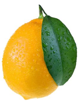 Lemon close up with leaf isolated on a white background.