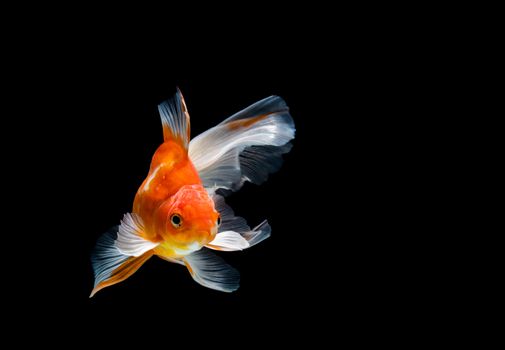 goldfish isolated on a dark black background