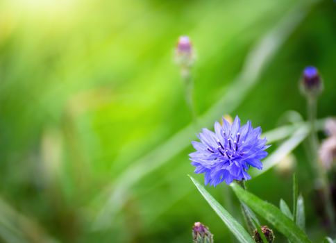 Blue cornflower flower close up on a green blurred background.