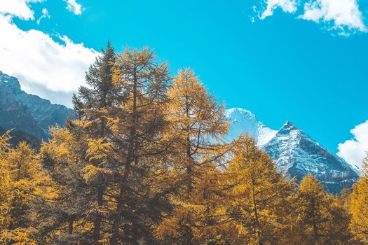 Colorful in autumn forest and snow mountain at Yading nature reserve, The last Shangri la