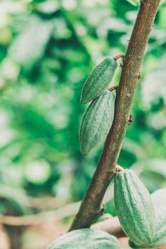 Cacao Tree (Theobroma cacao). Organic cocoa fruit pods in nature.