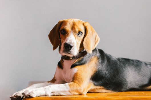 beautiful beagle dog isolated on white