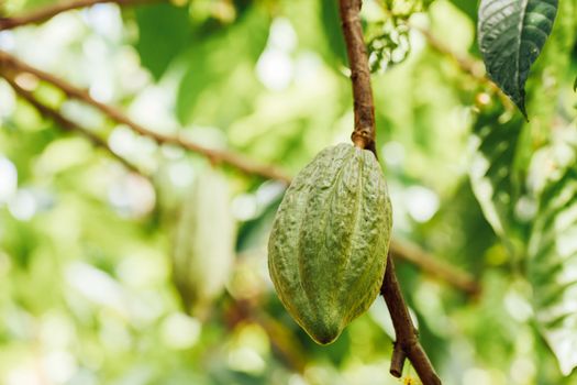 Cacao Tree (Theobroma cacao). Organic cocoa fruit pods in nature.