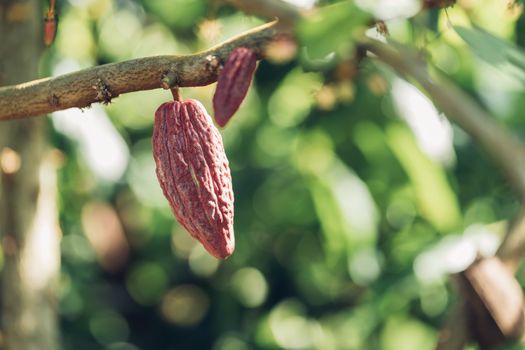 Cacao Tree (Theobroma cacao). Organic cocoa fruit pods in nature.