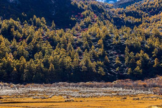 Colorful in autumn forest and snow mountain at Yading nature reserve, The last Shangri la