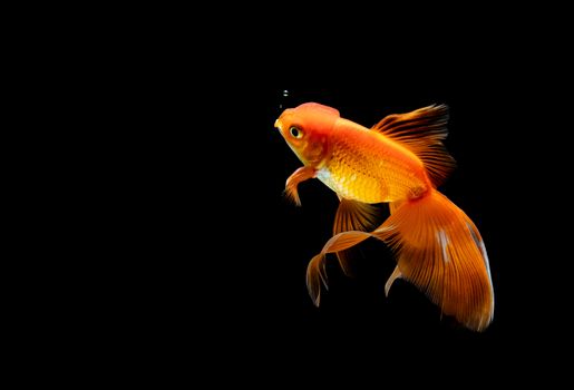 goldfish isolated on a dark black background