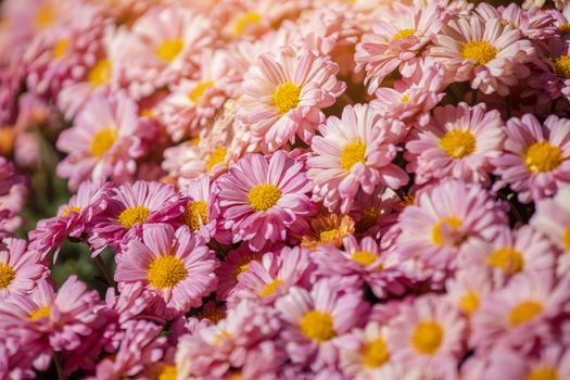 colorful flowers in depth of field