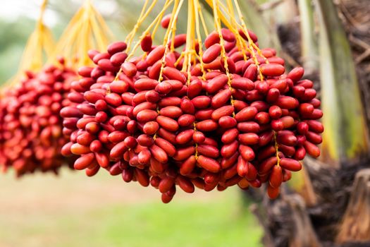 Dates palm branches with ripe dates