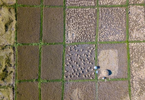 Female farmer using digital tablet computer in green wheat field, drone point of view