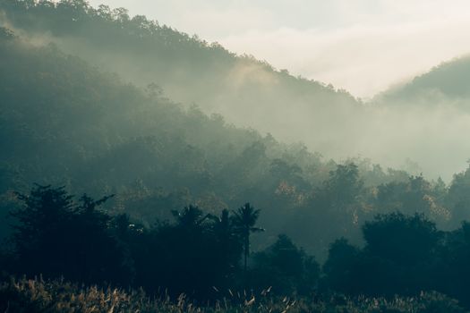 Misty landscape with fir forest in hipster vintage retro style