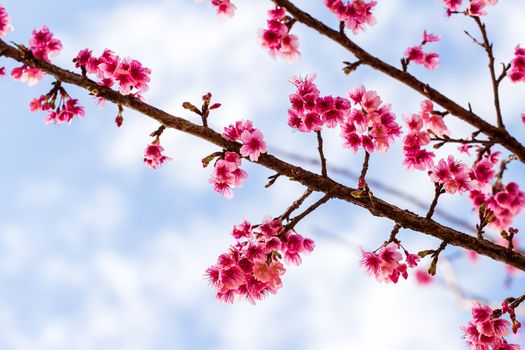 Cherry Blossom and Sakura wallpaper