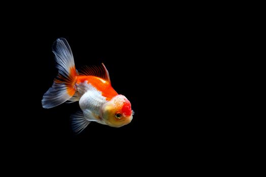 goldfish isolated on a dark black background