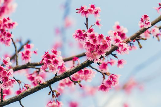 Cherry Blossom and Sakura wallpaper