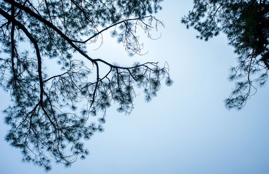 Pinus mugo - It is also known as creeping pine, dwarf mountain pine, mugo pine