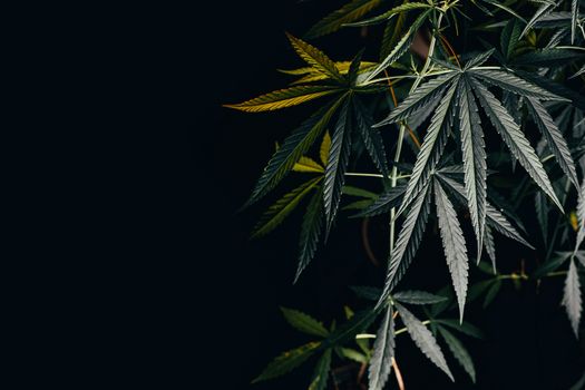 cannabis on a Black background