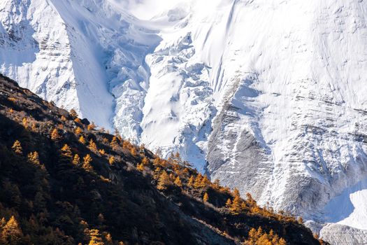 Colorful in autumn forest and snow mountain at Yading nature reserve, The last Shangri la